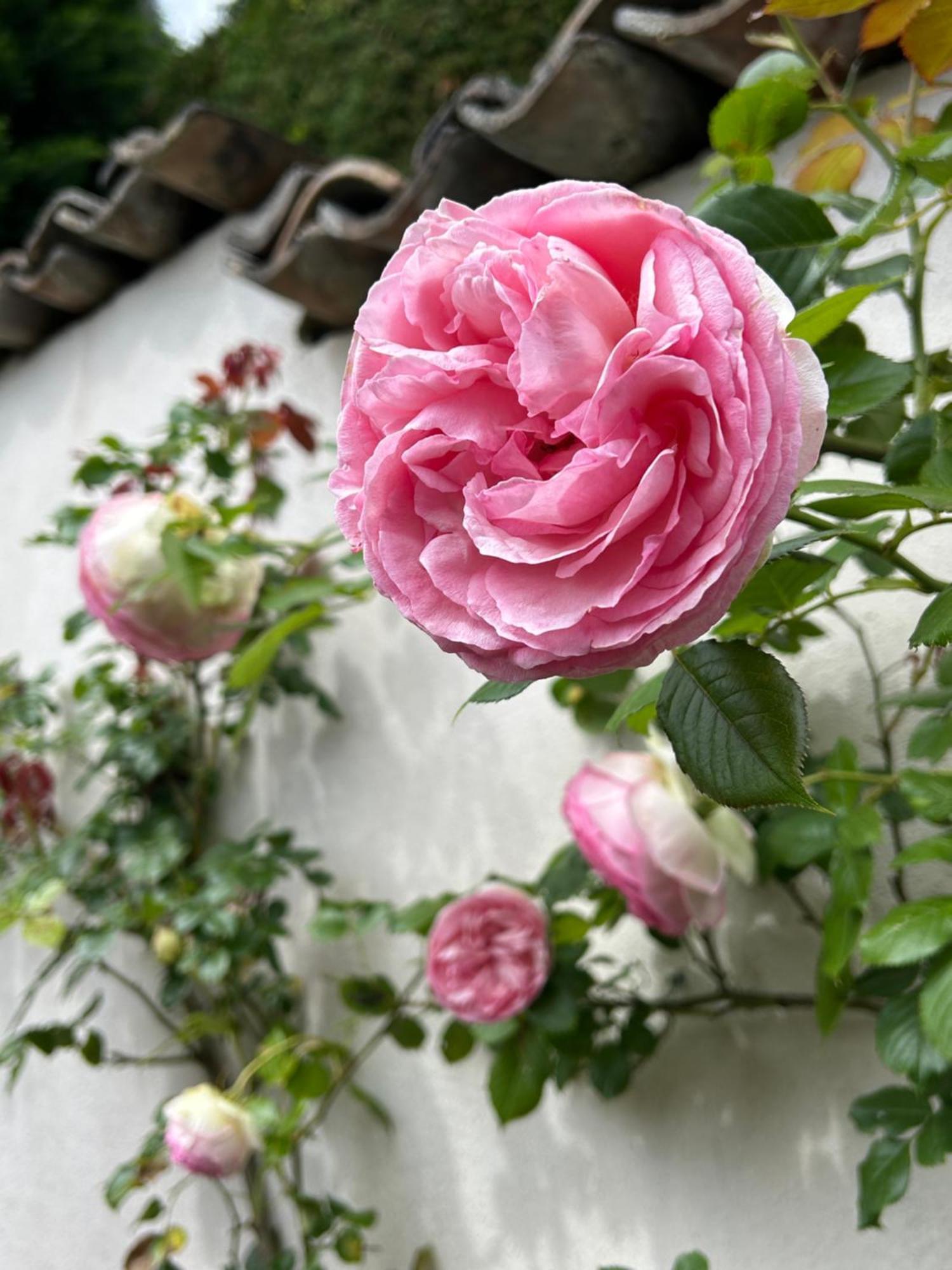 La Glycine B&B Sainte-Colombe  외부 사진